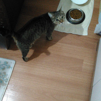 Tekir Kedi, Kedi  Duman fotoğrafı