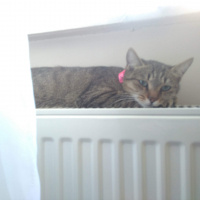 Tekir Kedi, Kedi  Duman fotoğrafı