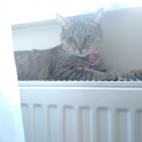 Tekir Kedi, Kedi  Duman fotoğrafı