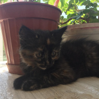 Soke, Kedi  su ve yastık fotoğrafı