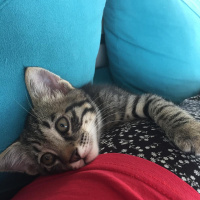 Soke, Kedi  su ve yastık fotoğrafı