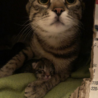 Soke, Kedi  su ve yastık fotoğrafı