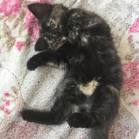 Soke, Kedi  su ve yastık fotoğrafı
