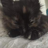 Soke, Kedi  su ve yastık fotoğrafı