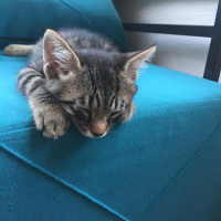 Soke, Kedi  su ve yastık fotoğrafı