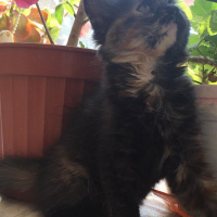 Soke, Kedi  su ve yastık fotoğrafı
