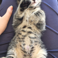 Soke, Kedi  su ve yastık fotoğrafı