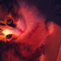 Tekir Kedi, Kedi  Zeyna fotoğrafı
