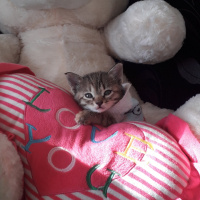 Tekir Kedi, Kedi  Hugoo fotoğrafı