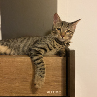 Tekir Kedi, Kedi  Whiskey fotoğrafı