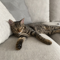 Tekir Kedi, Kedi  Whiskey fotoğrafı