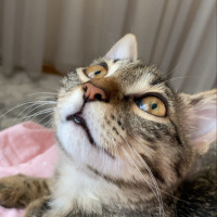 Tekir Kedi, Kedi  Whiskey fotoğrafı