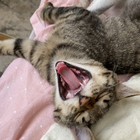Tekir Kedi, Kedi  Whiskey fotoğrafı
