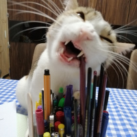 Tekir Kedi, Kedi  Nur fotoğrafı