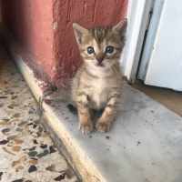Tekir Kedi, Kedi  Stormi şans fotoğrafı