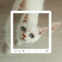 Chinchilla, Kedi  Zilli fotoğrafı