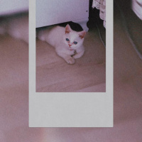 Chinchilla, Kedi  Zilli fotoğrafı