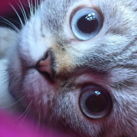 British Shorthair, Kedi  Maya fotoğrafı