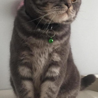 British Shorthair, Kedi  Oğlum fotoğrafı