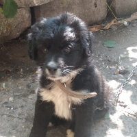 Border Collie, Köpek  Şimşek fotoğrafı