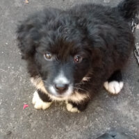 Border Collie, Köpek  Şimşek fotoğrafı