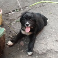 Border Collie, Köpek  Şimşek fotoğrafı