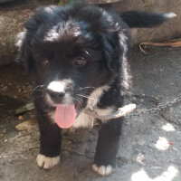 Border Collie, Köpek  Şimşek fotoğrafı