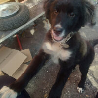 Border Collie, Köpek  Şimşek fotoğrafı