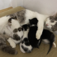 Tekir Kedi, Kedi  Şanslı fotoğrafı