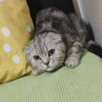 Scottish Fold, Kedi  Şirin Hera ve gölge  miço duman beyaz fotoğrafı