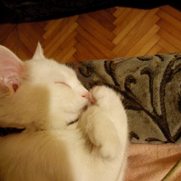 Van Kedisi, Kedi  Pamuk fotoğrafı