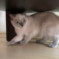 Scottish Fold, Kedi  Sütlaç Felix fotoğrafı