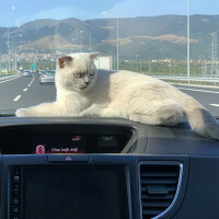 Scottish Fold, Kedi  Sütlaç Felix fotoğrafı