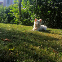 Finnish Spitz, Köpek  Masha fotoğrafı