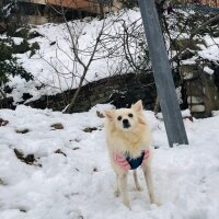 Finnish Spitz, Köpek  Masha fotoğrafı