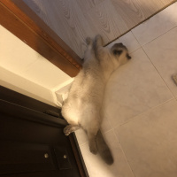 Scottish Fold, Kedi  Minyak bulutut fotoğrafı