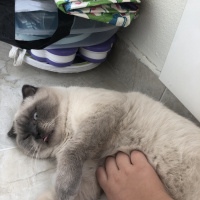 Scottish Fold, Kedi  Minyak bulutut fotoğrafı
