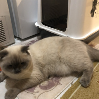Scottish Fold, Kedi  Minyak bulutut fotoğrafı