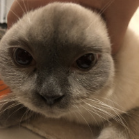 Scottish Fold, Kedi  Minyak bulutut fotoğrafı