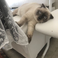 Scottish Fold, Kedi  Minyak bulutut fotoğrafı
