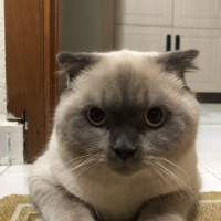 Scottish Fold, Kedi  Minyak bulutut fotoğrafı