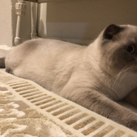 Scottish Fold, Kedi  Minyak bulutut fotoğrafı
