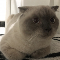 Scottish Fold, Kedi  Minyak bulutut fotoğrafı