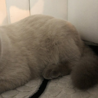 Scottish Fold, Kedi  Minyak bulutut fotoğrafı