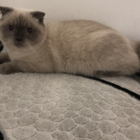 Scottish Fold, Kedi  Minyak bulutut fotoğrafı