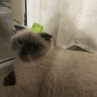Scottish Fold, Kedi  Minyak bulutut fotoğrafı
