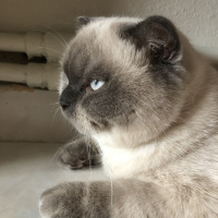 Scottish Fold, Kedi  Minyak bulutut fotoğrafı