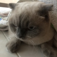 Scottish Fold, Kedi  Minyak bulutut fotoğrafı