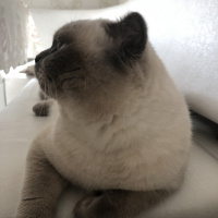 Scottish Fold, Kedi  Minyak bulutut fotoğrafı