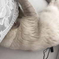 Scottish Fold, Kedi  Minyak bulutut fotoğrafı